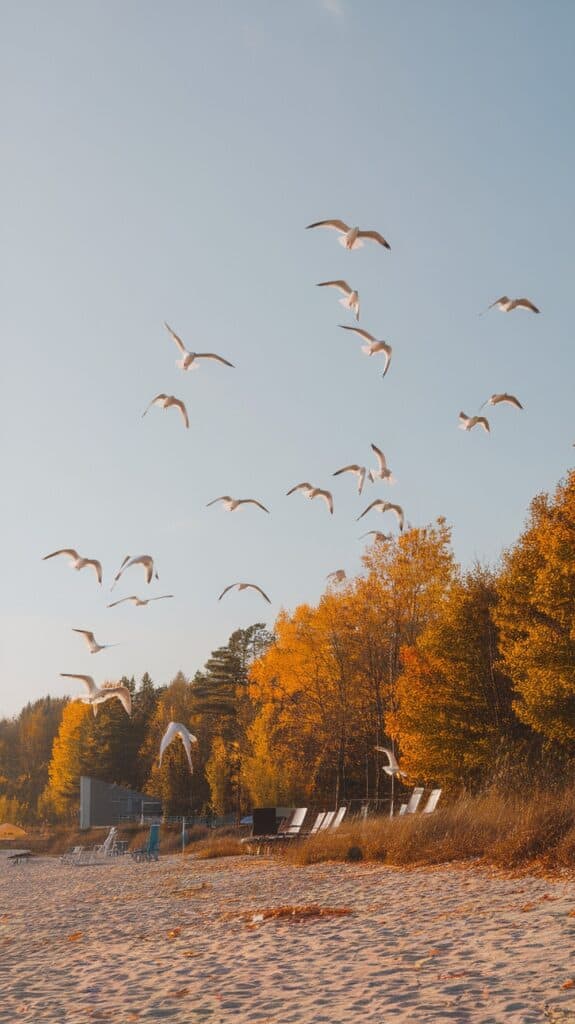 A flock of seagulls flying over a sandy beach lined with empty lounge chairs and autumn-colored trees.